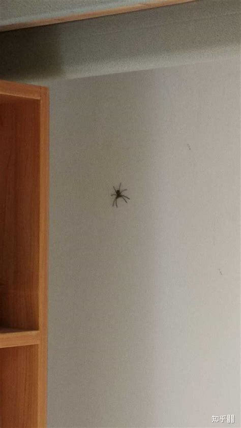 房间有蜘蛛代表什么